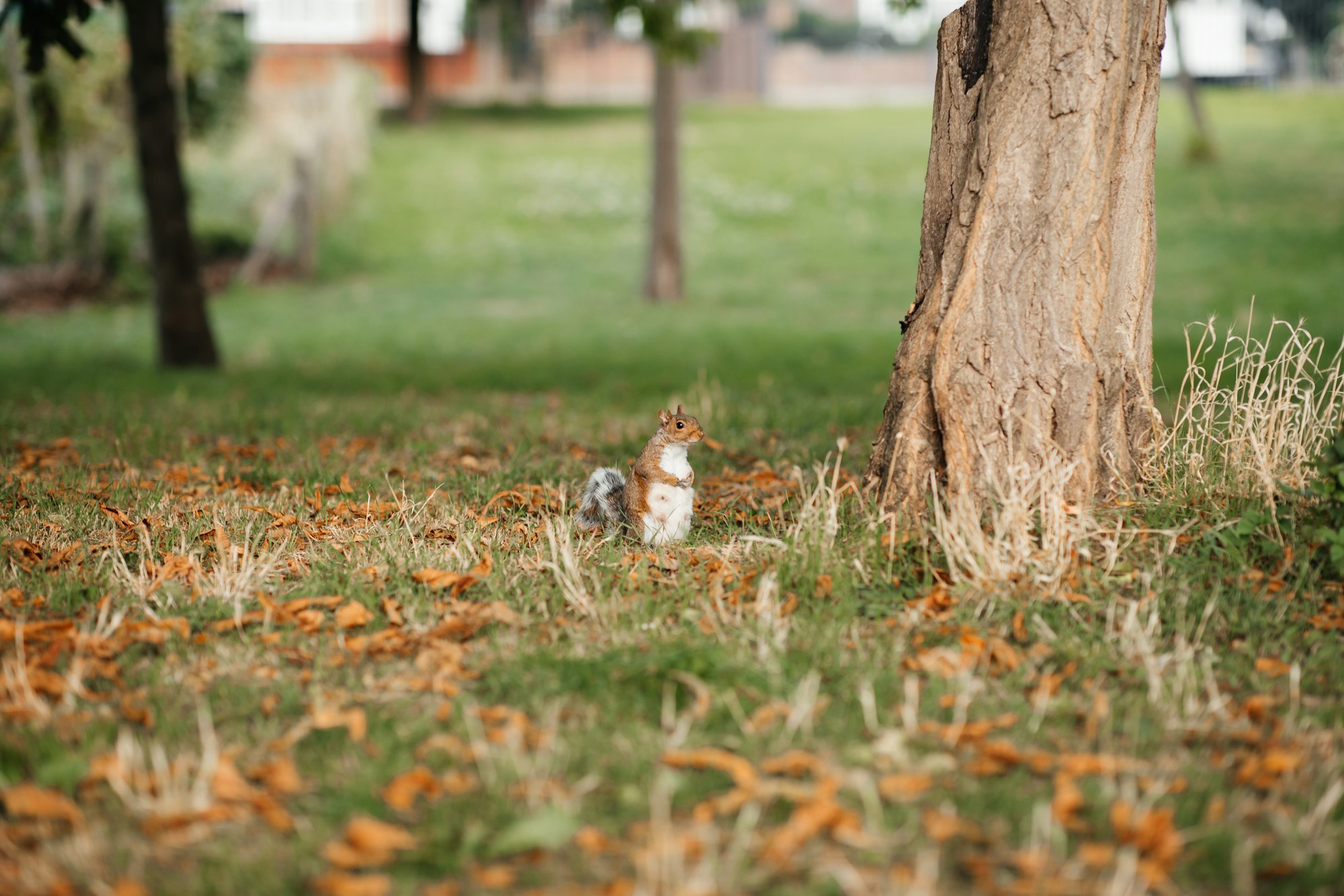 a small squirrel